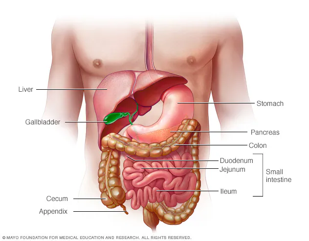 Labeled anatomical diagram of the human digestive system, highlighting the liver, stomach, pancreas, intestines, and other key organs.